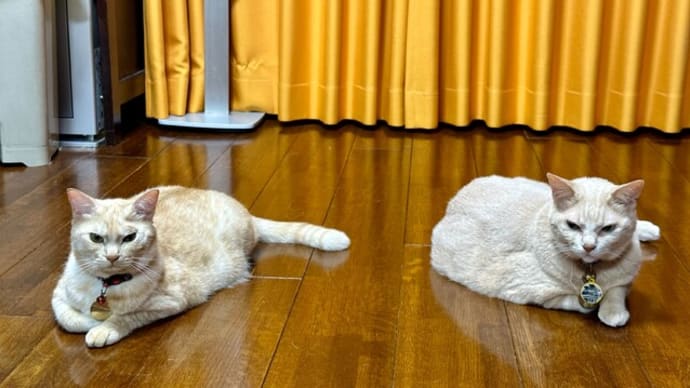 黄猫狛犬と桃?のコンポート。ww