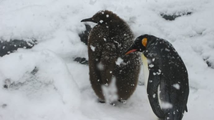 雪中ペンギン二様