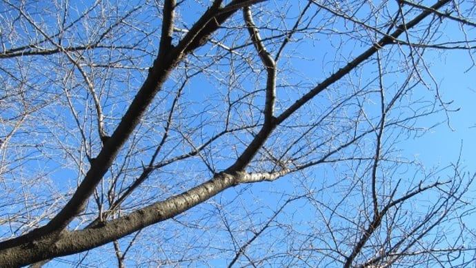 桜の木と霜柱