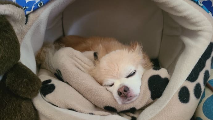 少し復活しましたよ