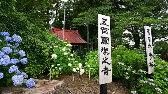 ◆再訪「羅漢像と紫陽花のお寺」(光德寺/市原市)