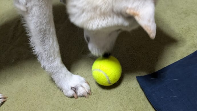 お姉ちゃんたちがやって来た お土産編①