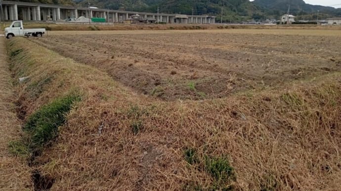 水田から自然農の畑へ~畝立-その3