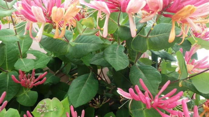他所の庭で咲く綺麗な花