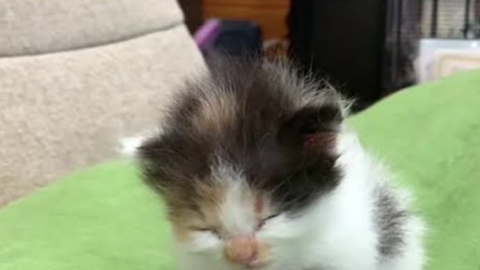 仮眠