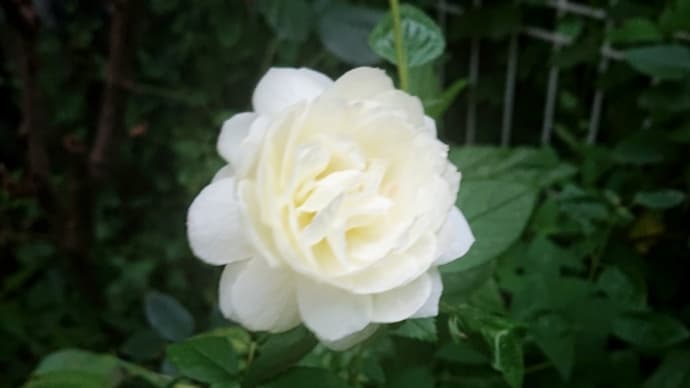 夏の花、蝉の声