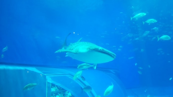 母娘3世代プラス婿さん、沖縄の旅