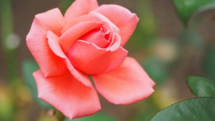 秋薔薇