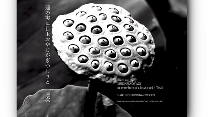 ■挿絵俳句638「蓮の実に目玉おやじがぎつしりと」(『遠景』2024)(鎌田透次)