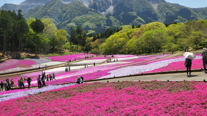 【友人提供】鮮やかな模様に彩る羊山公園の芝桜