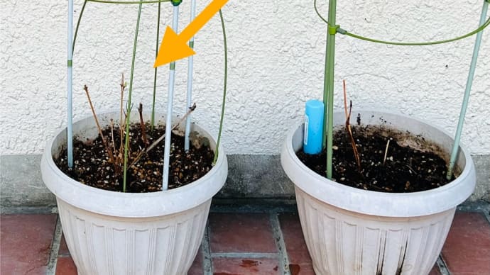 剪定?ですっぽんぽんになってた「クレマチス」に新芽🌱🌱🌱ほか🙌