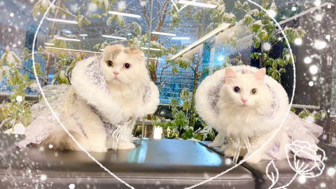 雪見猫 / 中華風なおかず