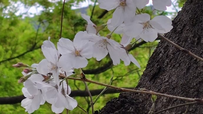 2025年のお花見♫