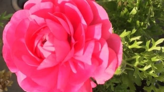 明日までです!タロット占い協会の無料講座 女性のためのタロット占い