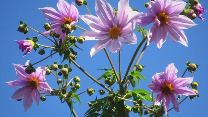 皇帝ダリアの花が咲いた!