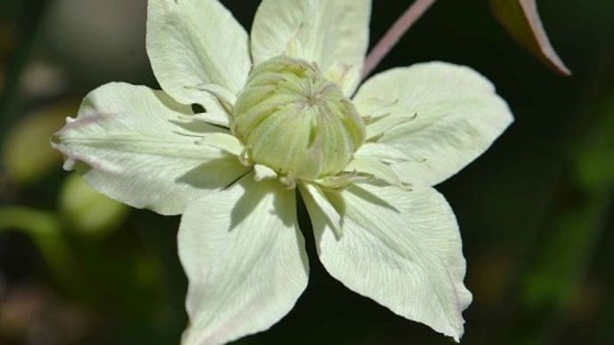 鉢植えのクレマチス「白万重」