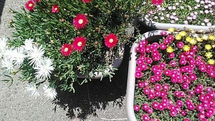 2023/05/16　赤、白のマツバギクが咲き始めた。　ひさちゃんのシダーシンク種付けが金曜。