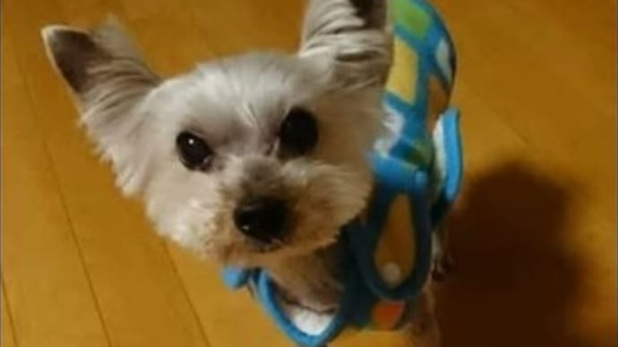 ママ友・犬友？？