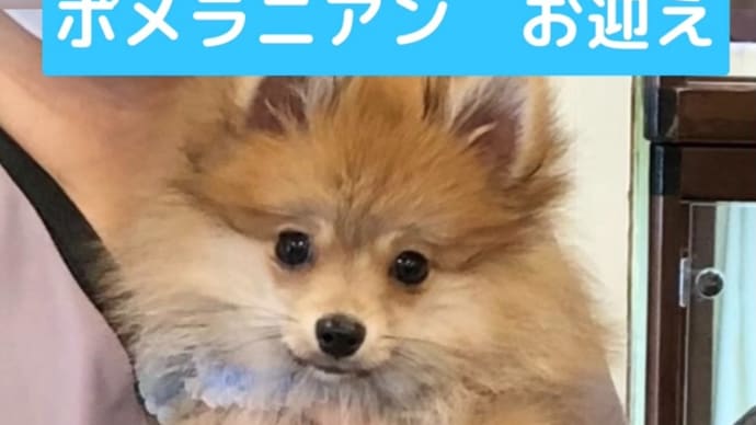 ポメラニアン お迎え