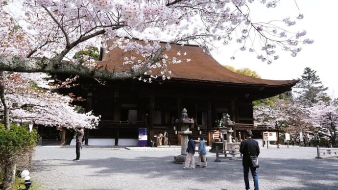 桜咲く.....金堂編