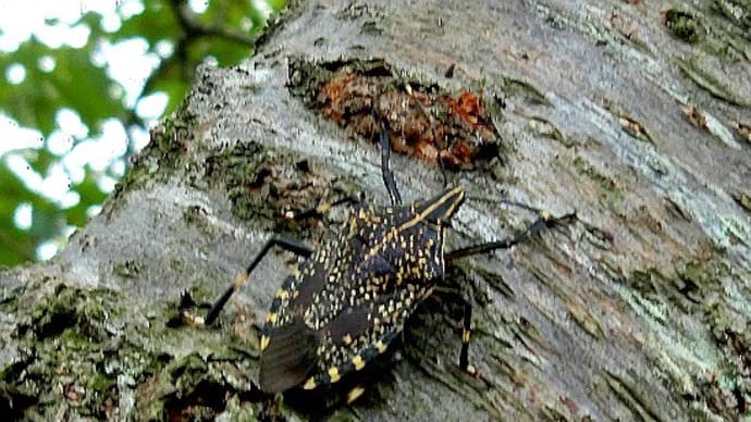 昆虫観察、カメムシ目カメムシ科 良いイメージがないカメムシですが、、、