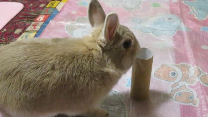 うさぎ学長!わちゃまる君!(その208)続 シン・わちゃまる君