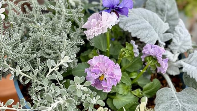パンジーパルムディレーヌの寄せ植え*またひとつお気に入り増えました