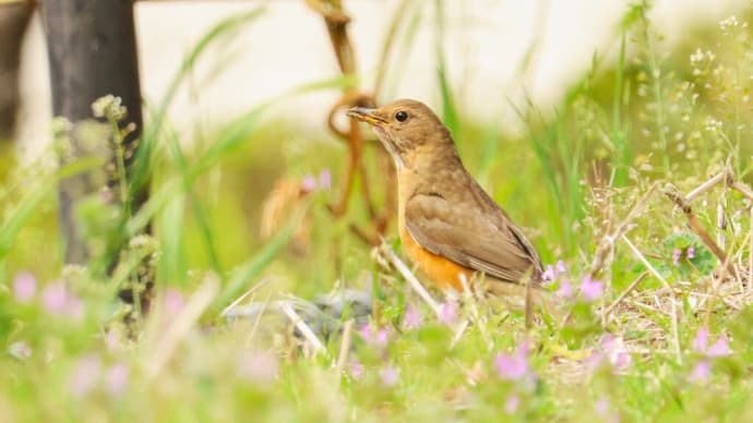 農業公園のアカハラ ・・・ 4月16日