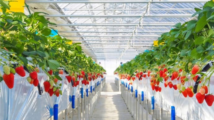 【ご案内】長野県割&群馬県割🍓いちご狩り大人本体料金50%OFF🍓