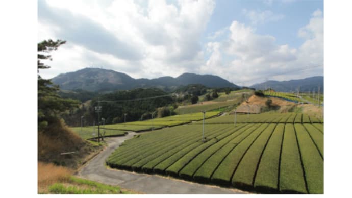 お茶を飲んで「茶草場農法」の世界に・・