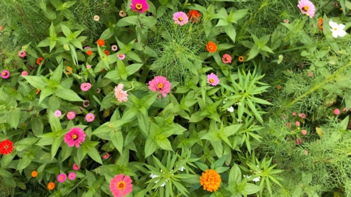 ミックス種から作る草むら花壇!
