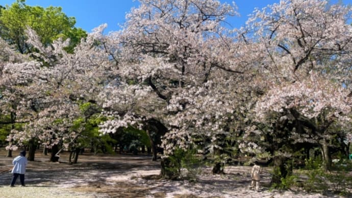 代々木公園と合宿