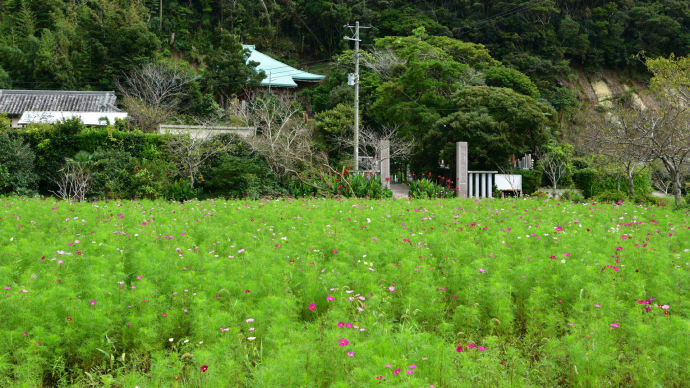 ◆還来寺(げんらいじ)を参拝し、コスモス観賞(旭市)