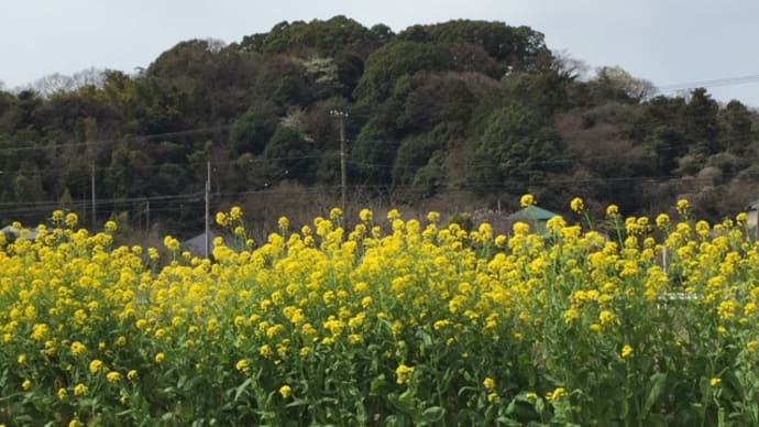 周囲の山にサクラが咲き始めた