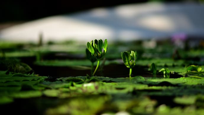 水生植物公園みずの森　５　（ Ai Nikkor ED 180mm F2.8S）　その２