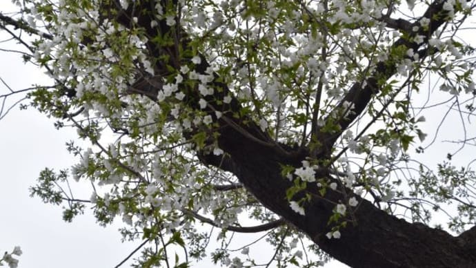 板橋高校横の桜並木 菜の花と桜 29