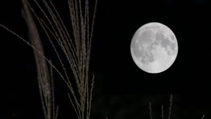 中秋の名月・高芽取り・もふもふ