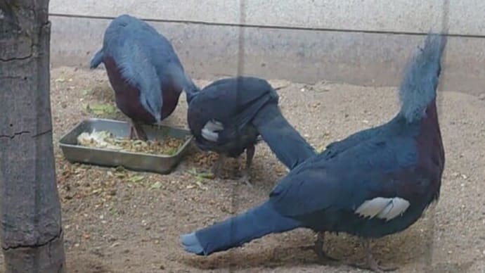 1/20(土) 熊本動植物園P2『ムネアカ・カンムリバト』⑥-2(2023-12/5・火)