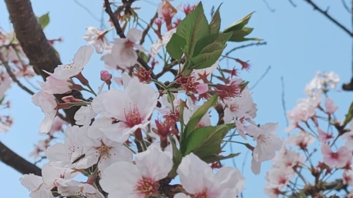 こんにちは(*^^*)