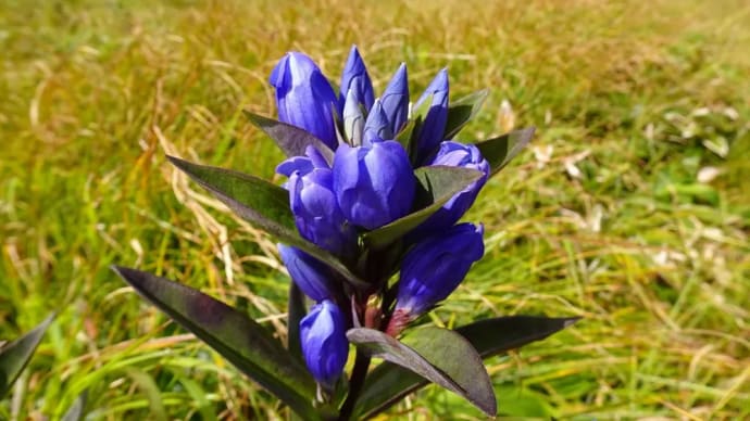 山野草⑤烏帽子岳・エゾオヤマリンドウの 花