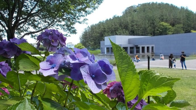 土門拳記念館の紫陽花