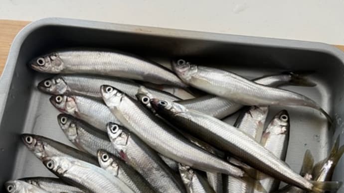 サンマ&ラスト鮭釣行(*´∀`*)過去1番の人混みで果たして釣果は。。?