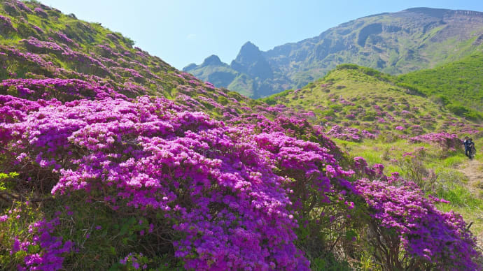 阿蘇・仙酔峡のミヤマキリシマ開花状況 ~ 2025年満開最高😊