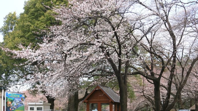 農林公園の桜