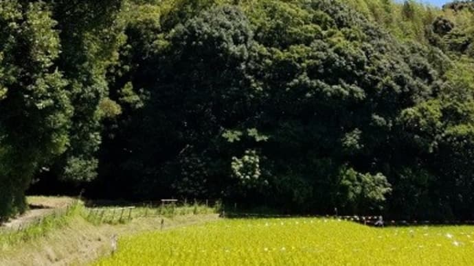 暑かったですが。