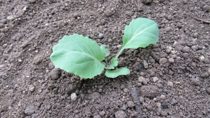 春キャベツの植え付けをする