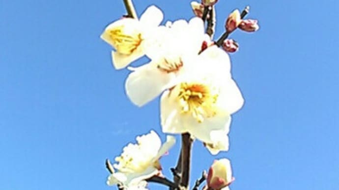花粉症の薬と白梅
