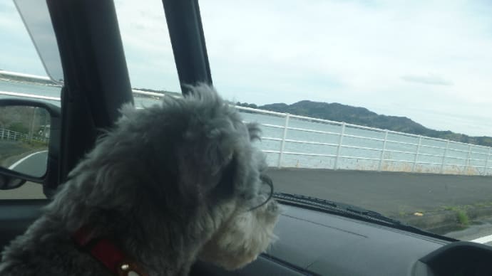 長篠の河津桜