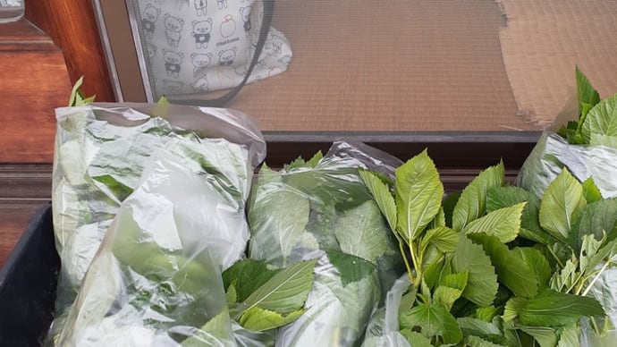 憩いの庭の夏野菜