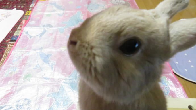 うさぎ学長!わちゃまる君!(その224)撫でて。